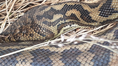 Coastal Carpet Python sighting