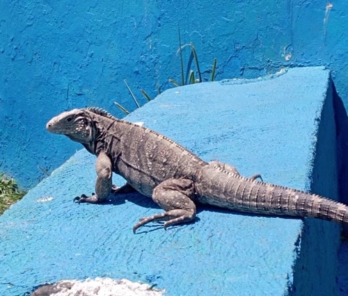 Cuban Iguana
