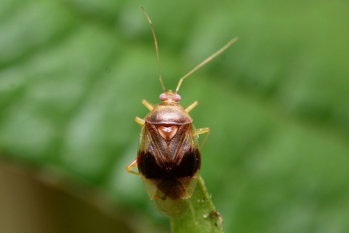 Deraeocoris kerzhneri · iNaturalist