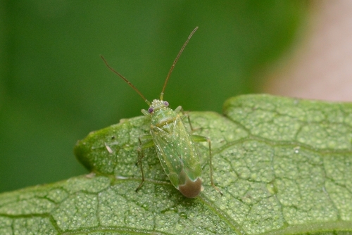 Orthotylus flavosparsus (C.Sahlberg, 1841)
