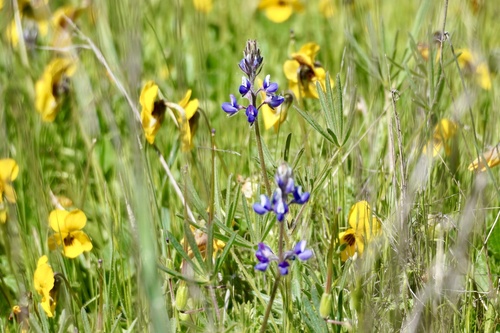 iNaturalist observation photo of Miniature Lupine