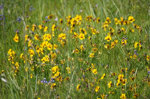 iNaturalist observation photo of California Golden Violet