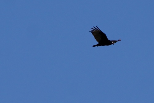 iNaturalist observation photo of Turkey Vulture