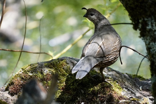 iNaturalist observation photo of California Quail
