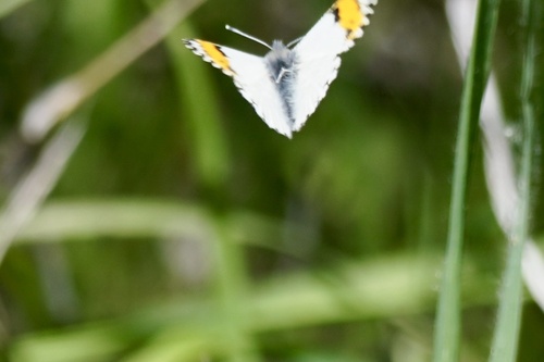 iNaturalist observation photo of Sara Orangetip