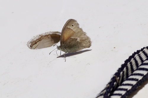 iNaturalist observation photo of Common Ringlet