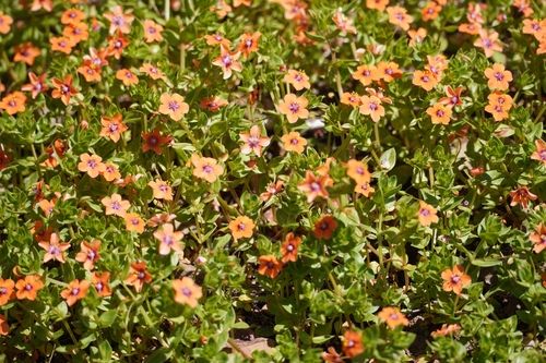 iNaturalist observation photo of scarlet pimpernel