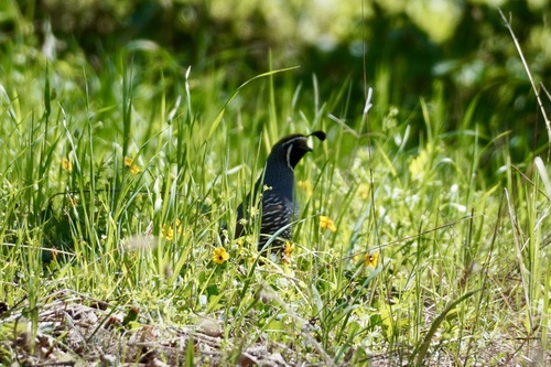 iNaturalist observation photo of California Quail
