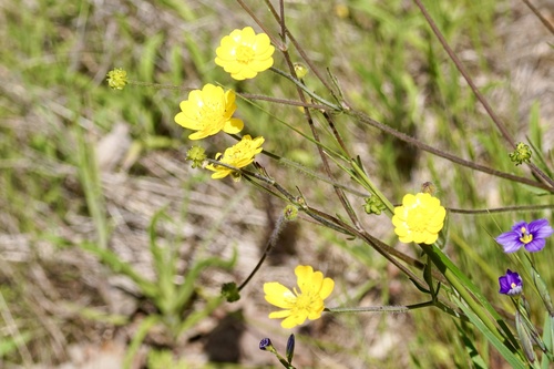 iNaturalist observation photo of California buttercup
