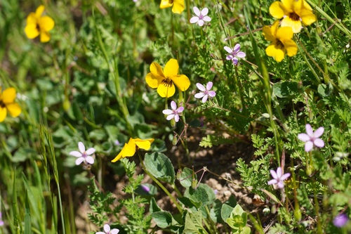 iNaturalist observation photo of California Golden Violet