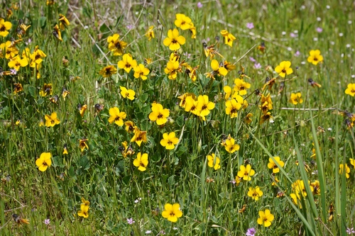 iNaturalist observation photo of California Golden Violet