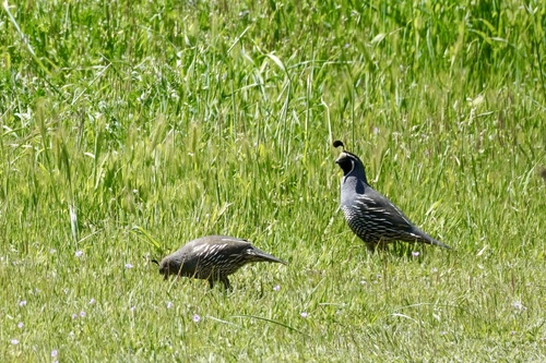 iNaturalist observation photo of California Quail
