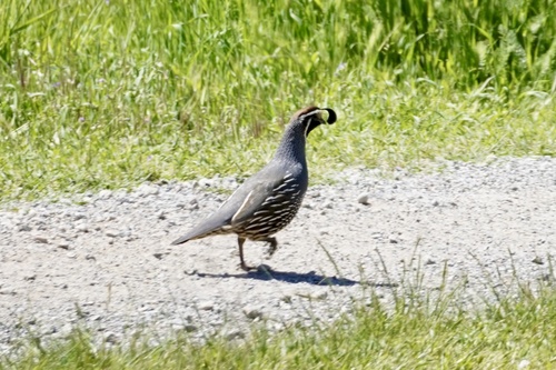 iNaturalist observation photo of California Quail