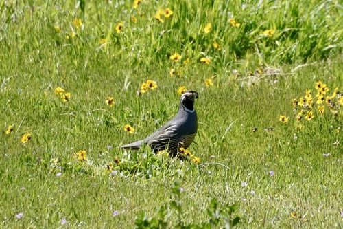 iNaturalist observation photo of California Quail