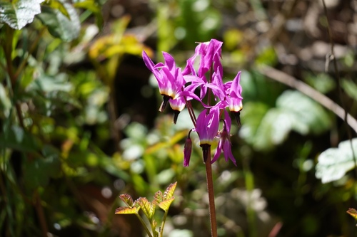 iNaturalist observation photo of Henderson's shooting star