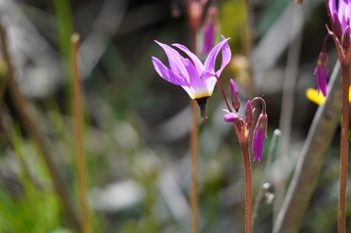 iNaturalist observation photo of Henderson's shooting star