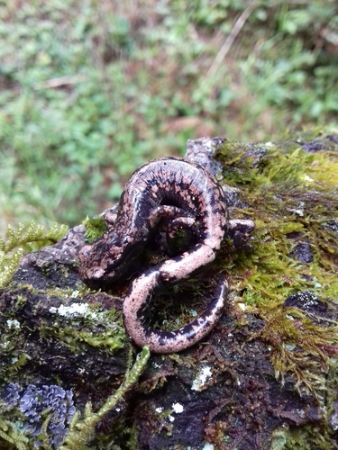 Black-footed Salamander