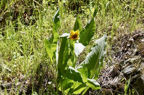 iNaturalist observation photo of Gray Mule-Ears