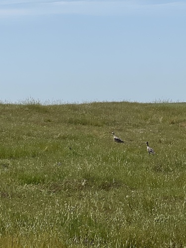 iNaturalist observation photo of Long-billed Curlew