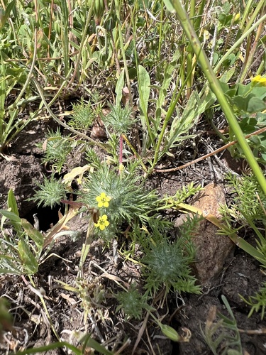 iNaturalist observation photo of Adobe Navarretia