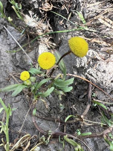 iNaturalist observation photo of Brass Buttons