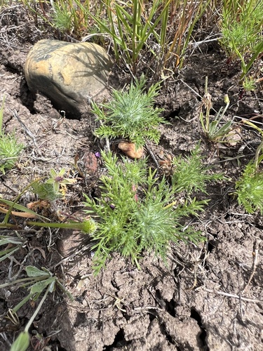 iNaturalist observation photo of Adobe Navarretia