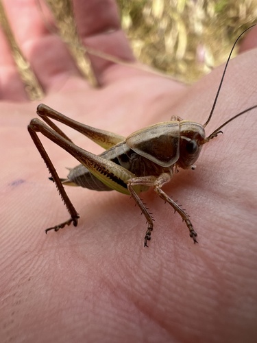 iNaturalist observation photo of Decticita