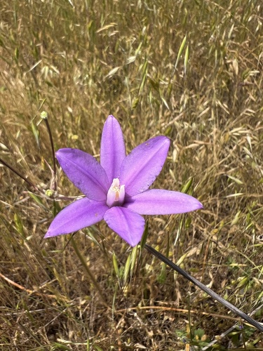 iNaturalist observation photo of Appendage Brodiaea