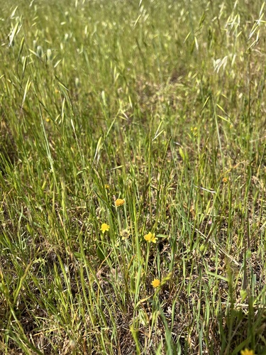 iNaturalist observation photo of common goldfields