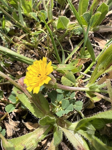 iNaturalist observation photo of Cretanweed
