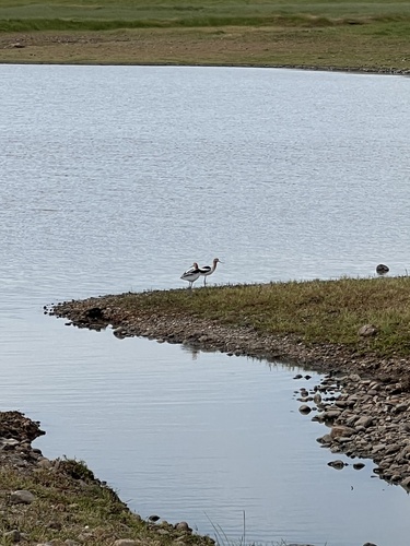 iNaturalist observation photo of American Avocet