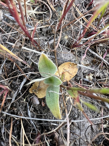 iNaturalist observation photo of turkey mullein