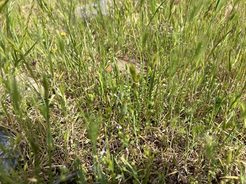 iNaturalist observation photo of adobe popcornflower