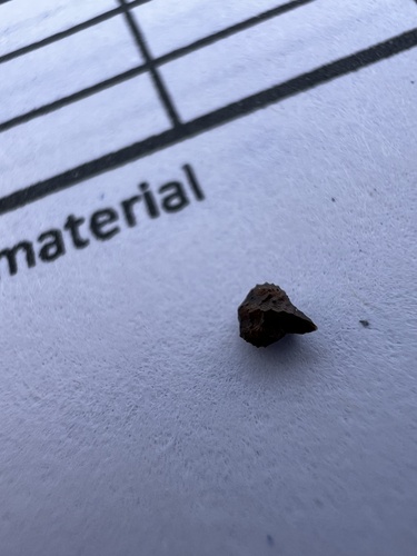 iNaturalist observation photo of Rusty Popcornflower