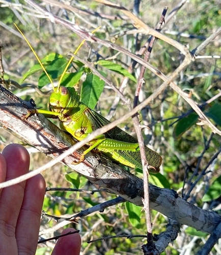 Violet-winged Grasshopper
