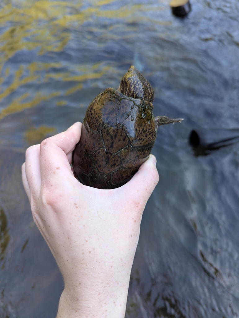 Stripe-necked Musk Turtle in April 2025 by Lexie · iNaturalist
