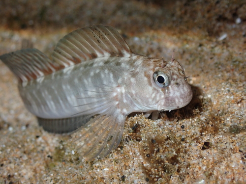 Zebra Blenny