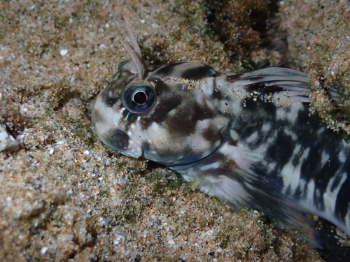 Zebra Blenny