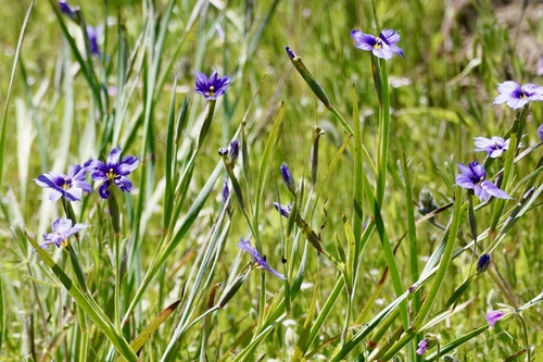 iNaturalist observation photo of western blue-eyed grass