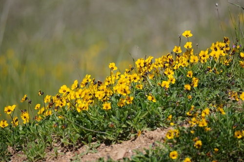 iNaturalist observation photo of California Golden Violet