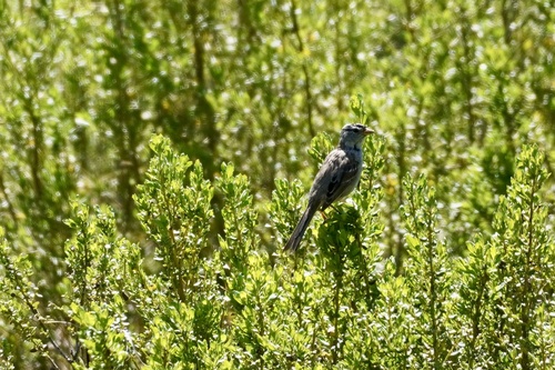 iNaturalist observation photo of White-crowned Sparrow