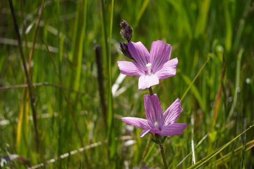 iNaturalist observation photo of checkerbloom