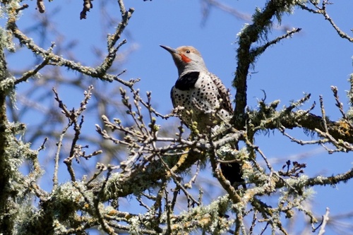 iNaturalist observation photo of Northern Flicker