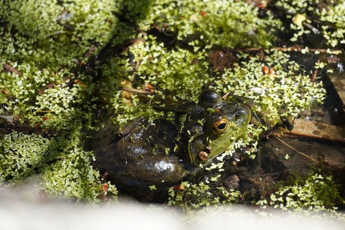 iNaturalist observation photo of American Bullfrog