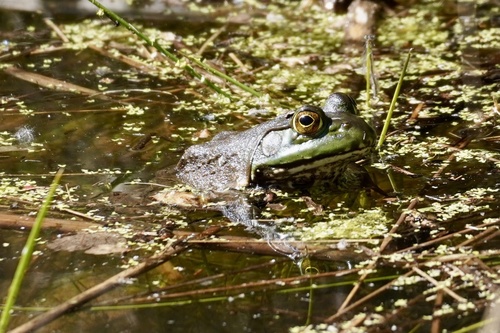 iNaturalist observation photo of American Bullfrog
