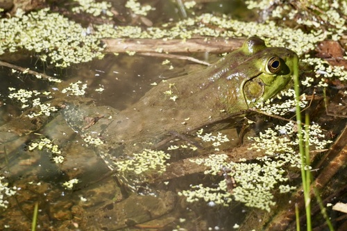 iNaturalist observation photo of American Bullfrog