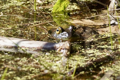 iNaturalist observation photo of American Bullfrog