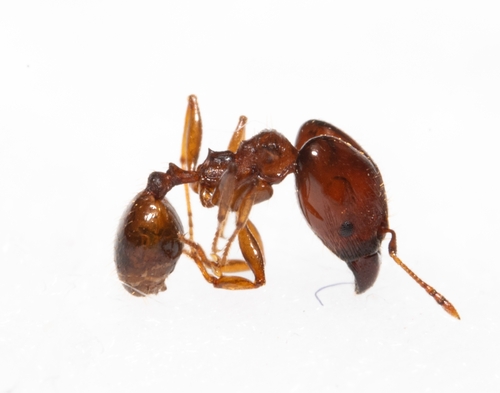 Pheidole descoleiPheidole descolei