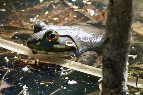 iNaturalist observation photo of American Bullfrog