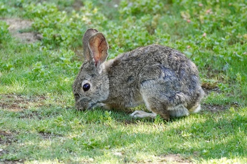iNaturalist observation photo of Brush Rabbit
